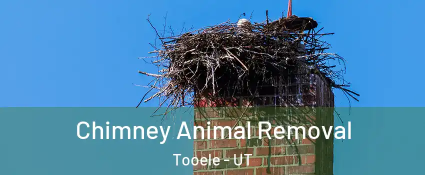 Chimney Animal Removal Tooele - UT