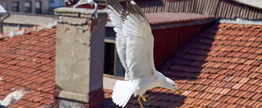 Residential Chimney Animal Removal Solution in Tooele, UT